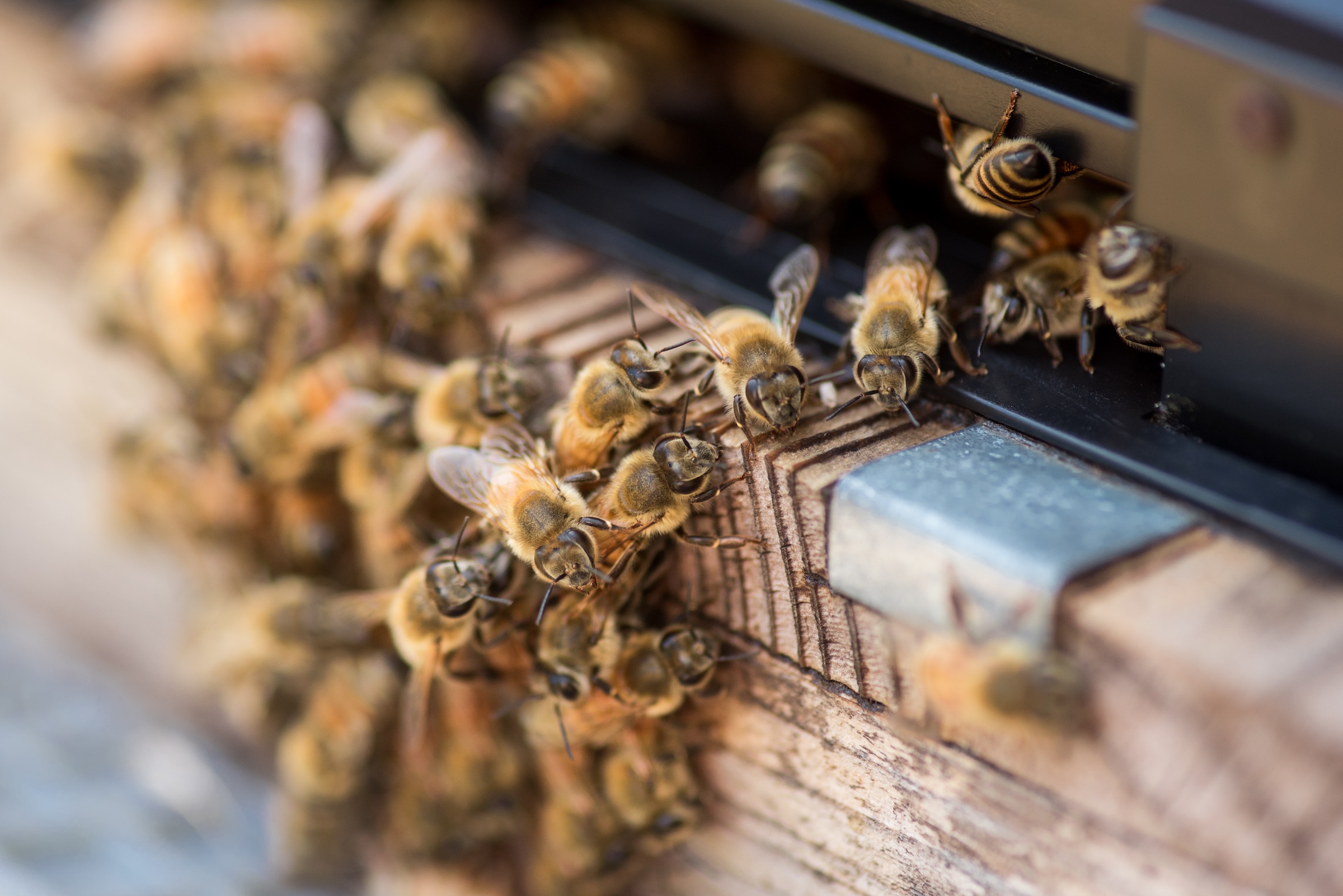 busy bees at wwork