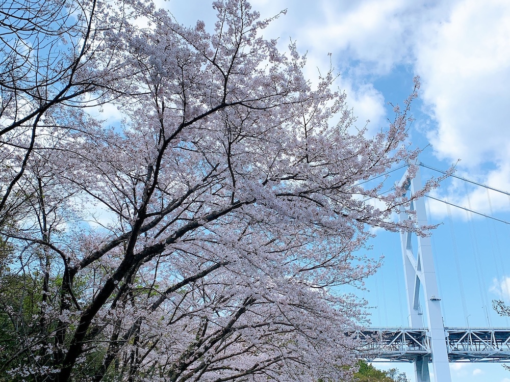 Seeking Sakura on the Shimanami Kaido