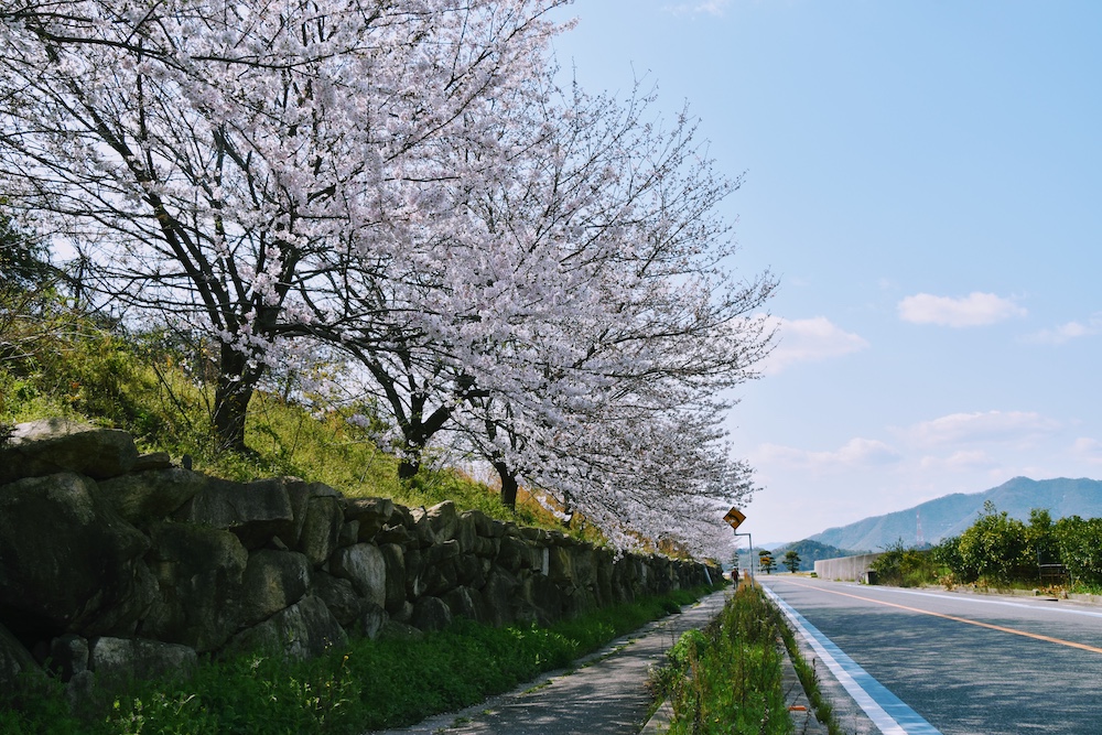 Seeking Sakura on the Shimanami Kaido