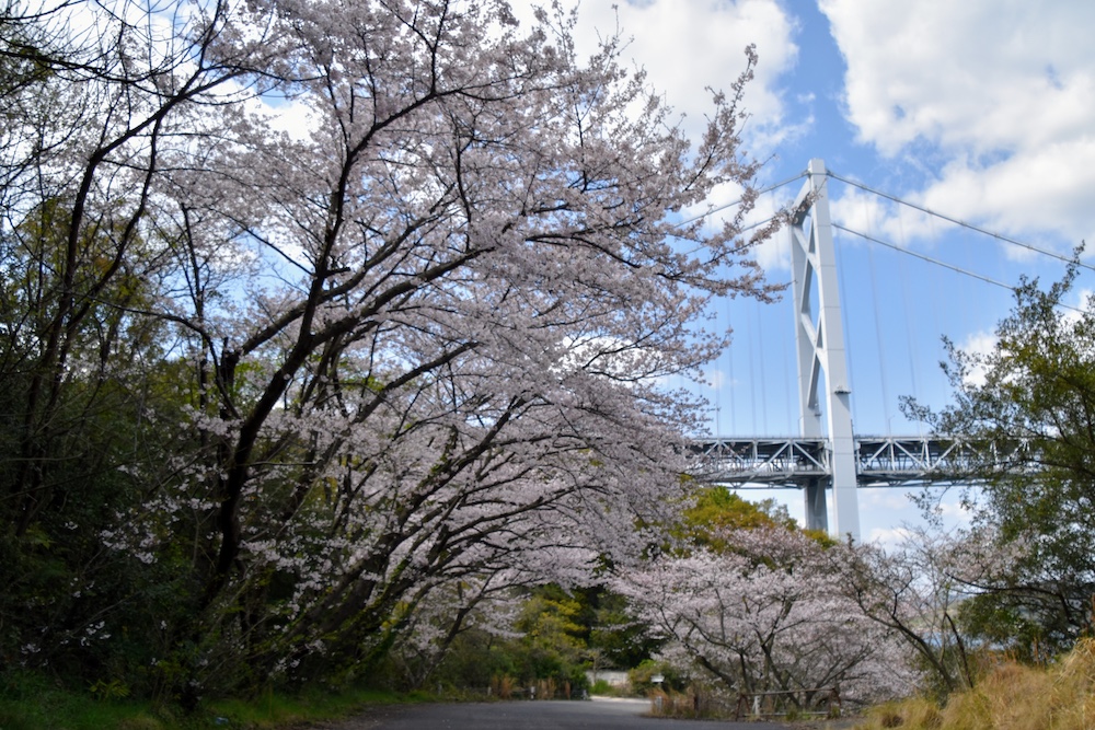 Seeking Sakura on the Shimanami Kaido