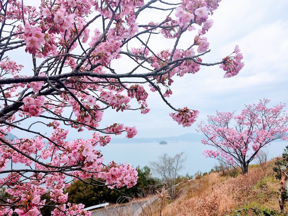 Seeking Sakura on the Shimanami Kaido