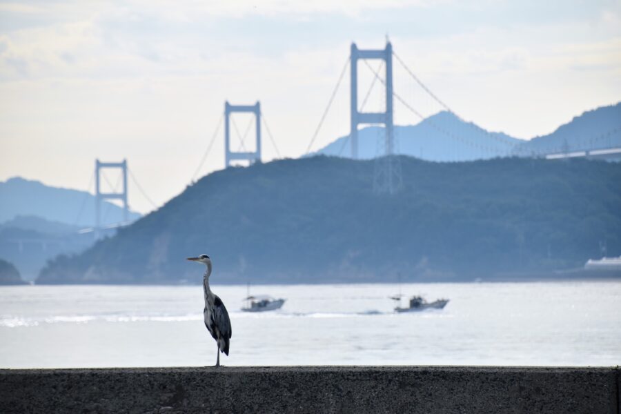 Kurushima Straits Island-Hopping Adventure