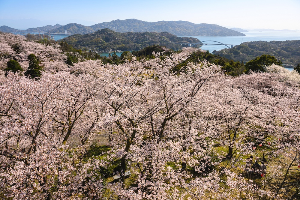 Seeking Sakura on the Shimanami Kaido