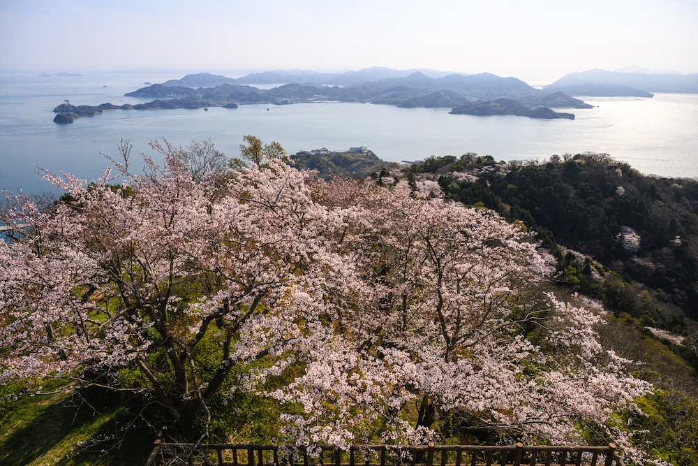 Seeking Sakura on the Shimanami Kaido