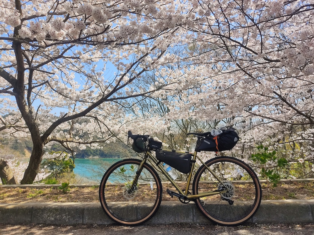 Seeking Sakura on the Shimanami Kaido