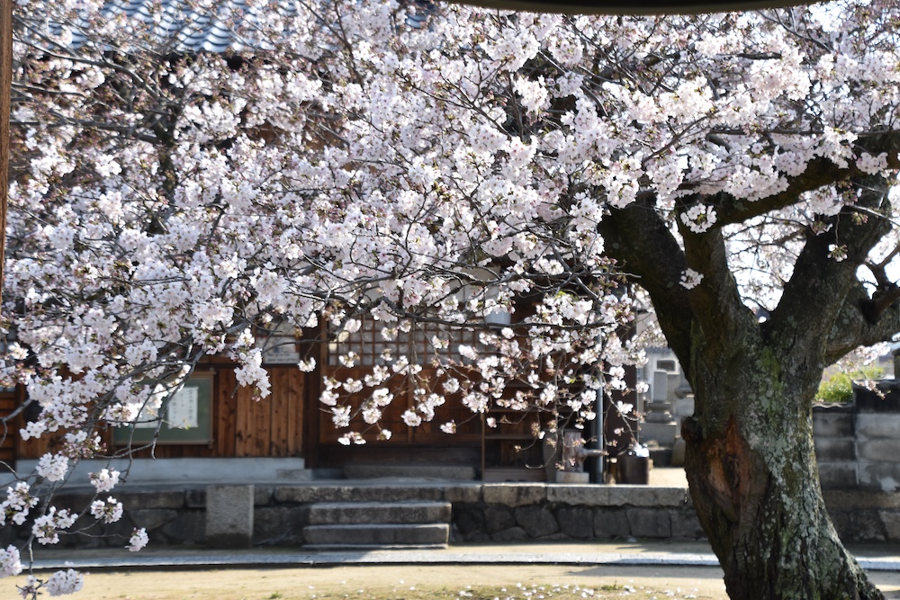 Seeking Sakura on the Shimanami Kaido