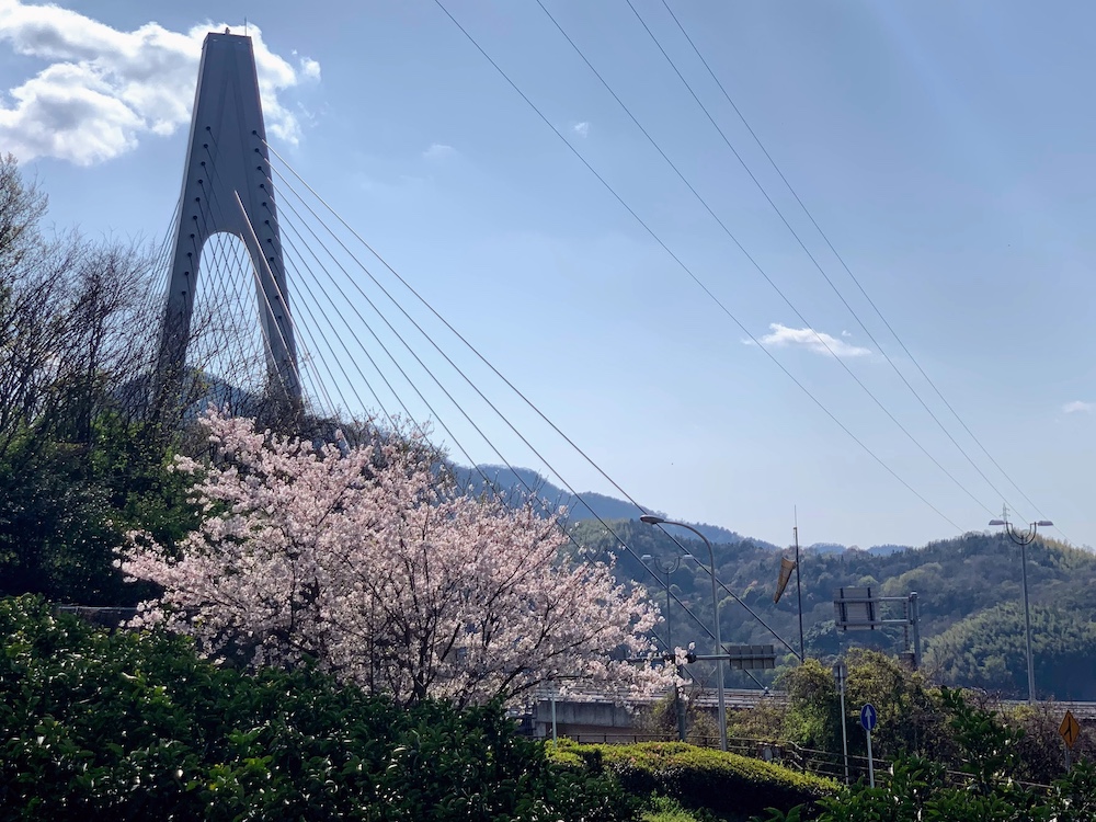 Seeking Sakura on the Shimanami Kaido