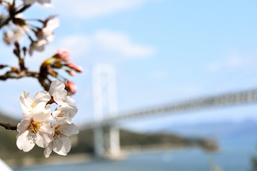 Seeking Sakura on the Shimanami Kaido