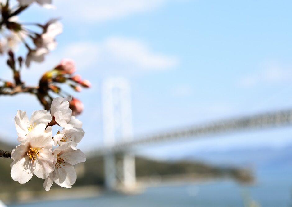 Seeking Sakura on the Shimanami Kaido