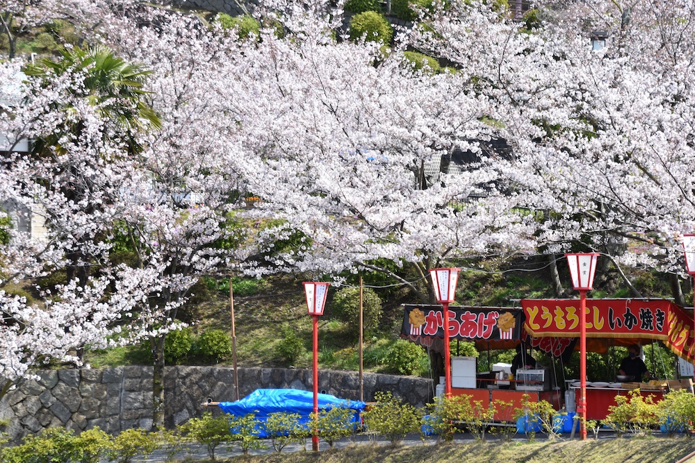 Seeking Sakura on the Shimanami Kaido