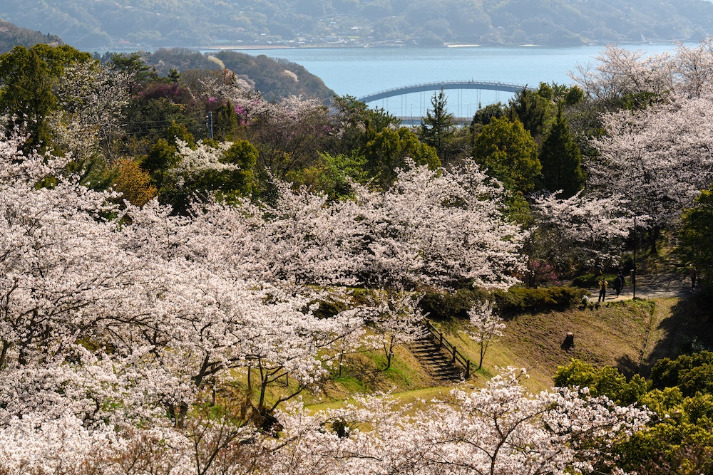 Seeking Sakura on the Shimanami Kaido