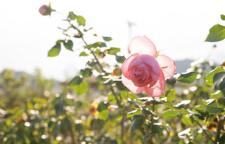 Yoshiumi Rose Garden